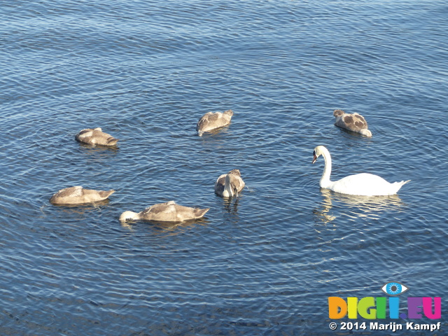 FZ006800 Mute Swan (Cygnus olor) and swanlings